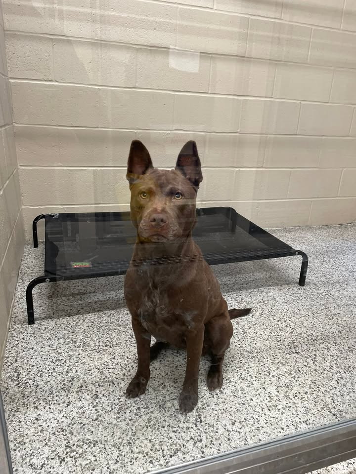 Town of Orchard Park Police Department